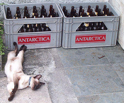 O &aacute;lcool acaba com a sua vida