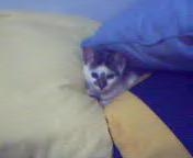 Mabel: gata ou rosquinha?