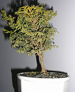 O bonsai do Luli