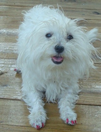 Sky-Peaches-and-Backyard-Aug-2011-018