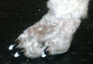 french_manicure_dog